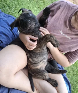 Bullmastiff Puppies