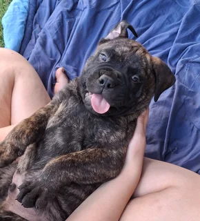 Bullmastiff Puppies