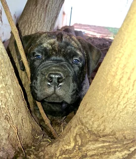 Bullmastiff Puppies