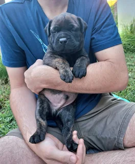 Bullmastiff Puppies