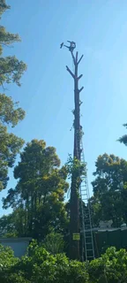 KG Tree Felling  (0815746037)