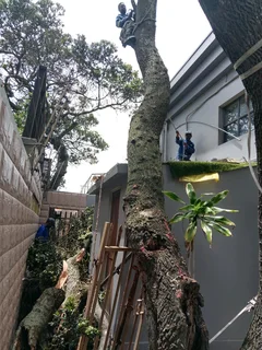 KG Tree Felling (0815756037)