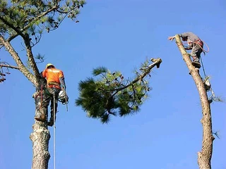 Sunny Tree Services