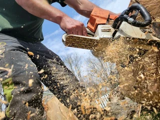 Sun Tree Felling 075 400 6386