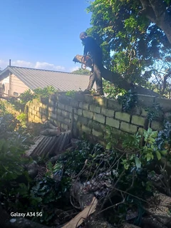 Sun Tree Felling and Stumps Removal