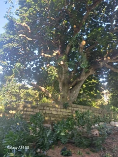 Sun Tree Felling and Stumps Removal