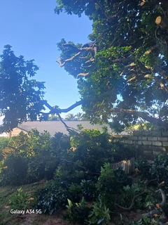 Sun Tree Felling and Stumps Removal