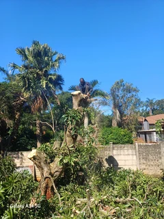 Sun Tree Felling and Stumps Removal