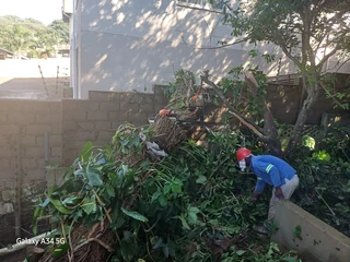 Sun Tree Felling and Stumps Removal