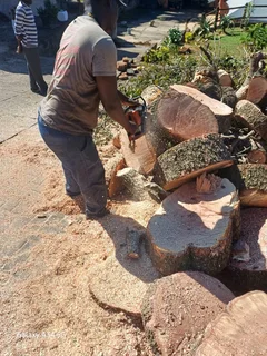 Sunny Tree Felling Service 075 400 6386