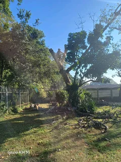 Sunny Tree Felling Service 075 400 6386