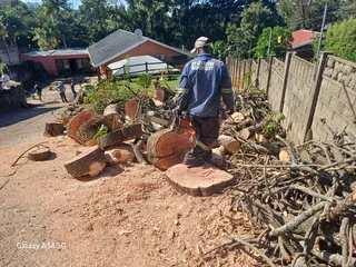 Sunny Tree Felling Service 075 400 6386