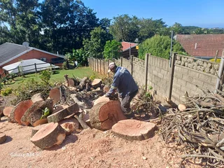 Sunny Tree Felling Service 075 400 6386