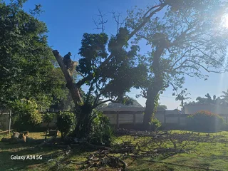 Sunny Tree Felling Service 075 400 6386