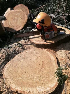 Sunny Tree Felling Service 075 400 6386