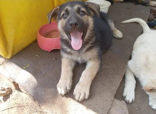 German shepherd puppies
