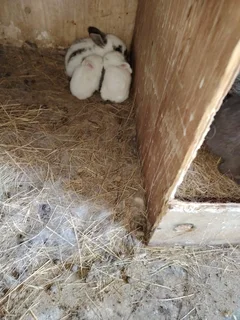 Baby rabbits