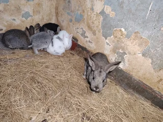 Baby rabbits