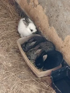 Baby rabbits