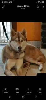 Siberian Husky for Sale