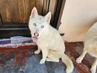Siberian Husky for Sale