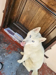 Siberian Husky for Sale