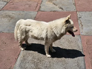 Siberian Husky for Sale