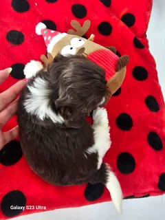 Yorkshire Terrier boy