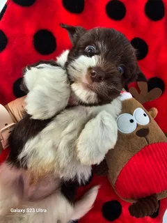 Yorkshire Terrier boy