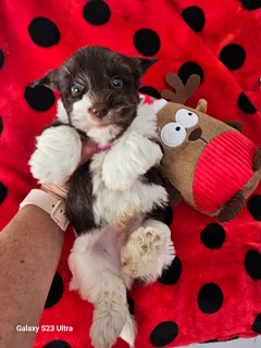 Yorkshire Terrier boy