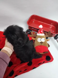 Shih tzu puppies