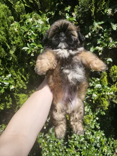 Shih tzu boy