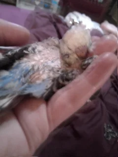 Budgies - Ad posted by Liesl Opperman