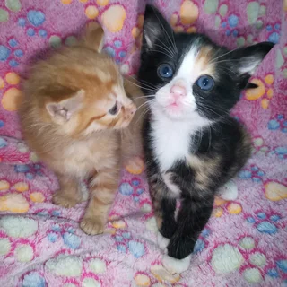 Mainecoon cross kittens