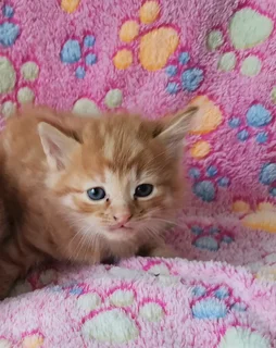 Mainecoon cross kitten