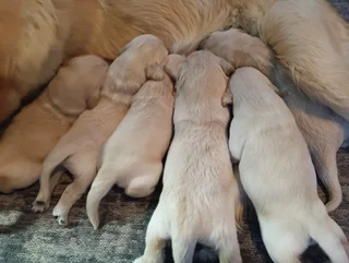 Golden Retriever puppies