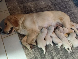 Golden Retriever puppies
