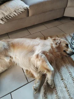 Golden Retriever puppies