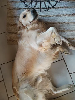 Golden Retriever puppies
