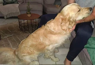 Golden Retriever puppies