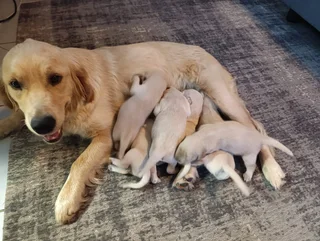 Golden Retriever puppies