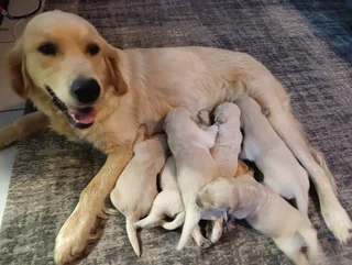 Golden Retriever puppies