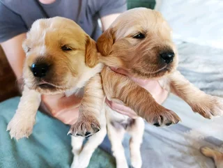 Golden Retriever puppies
