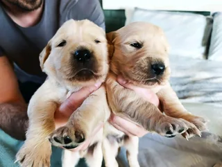 Golden Retriever puppies