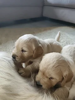 Golden Retriever puppies
