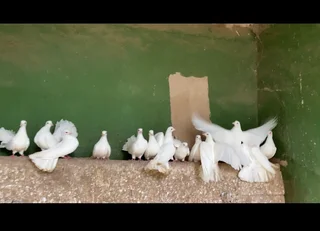 White English fantail