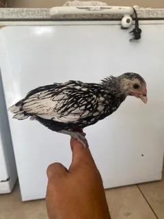 Seabrights - Ad posted by Steph Gouws