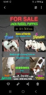 Baby jack russels puppies for  sale