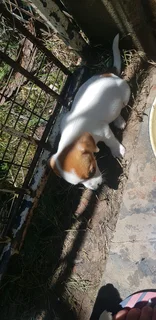 Jack Russels for sale