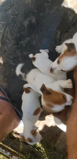 Jack Russels for sale